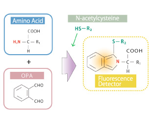 Selectively Detects Amino Acids